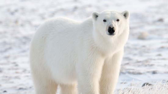 oso polar