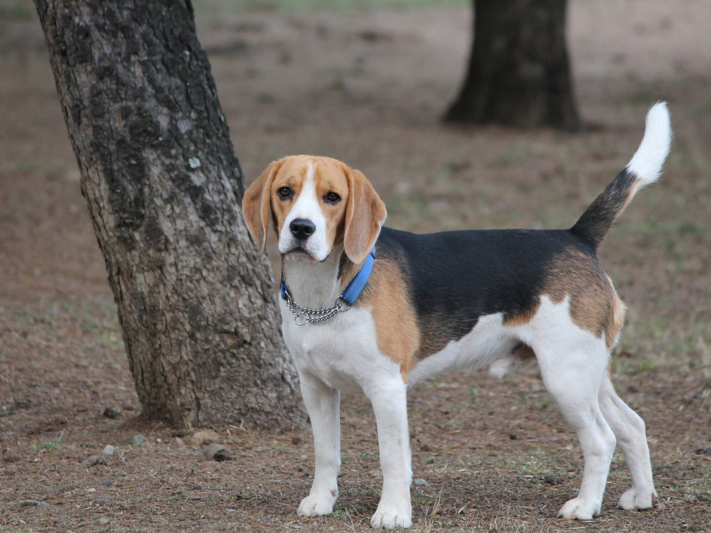 Perro beagle en el parque