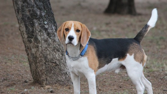Perro beagle en el parque
