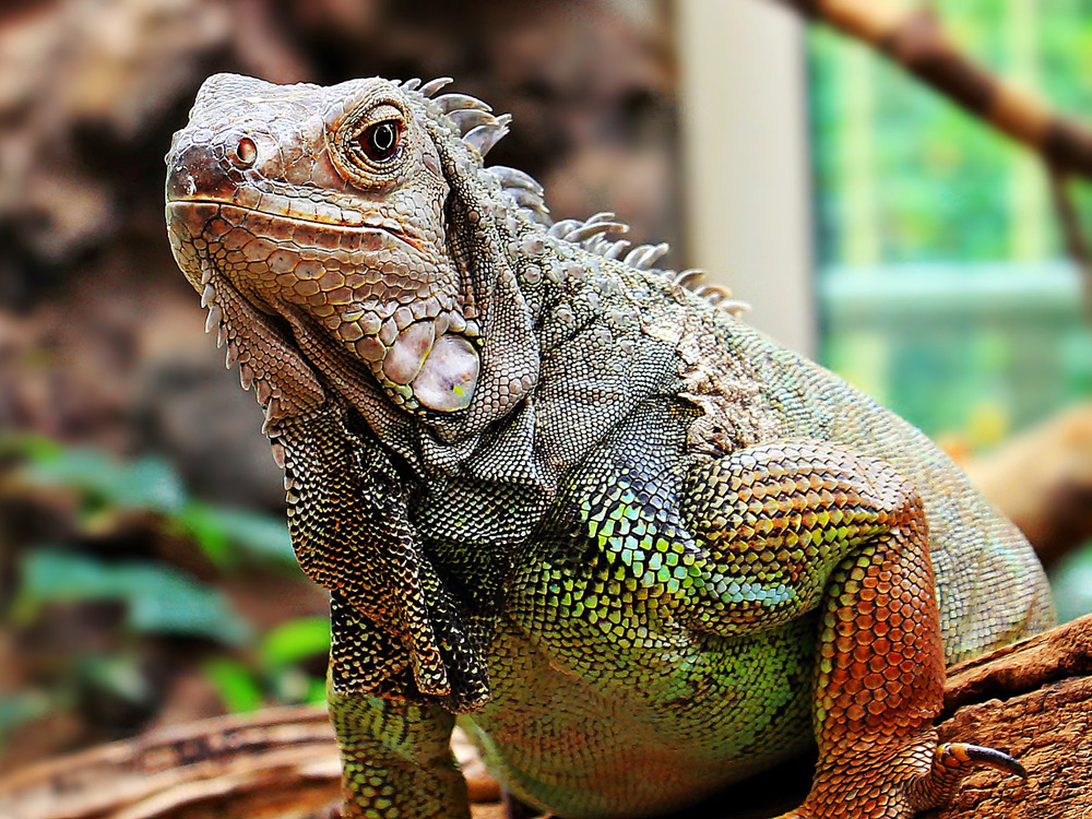 Iguana gigante