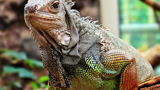 Iguana gigante