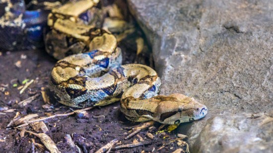 Boa constrictor de cola roja
