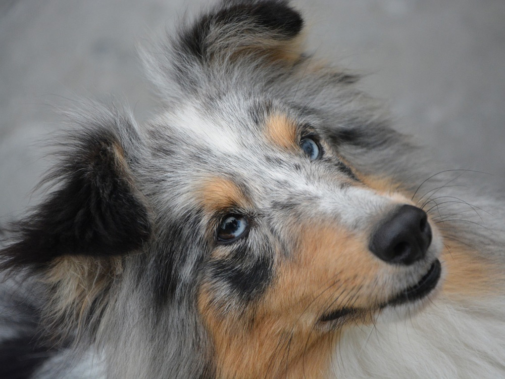 Perro con los ojos azules