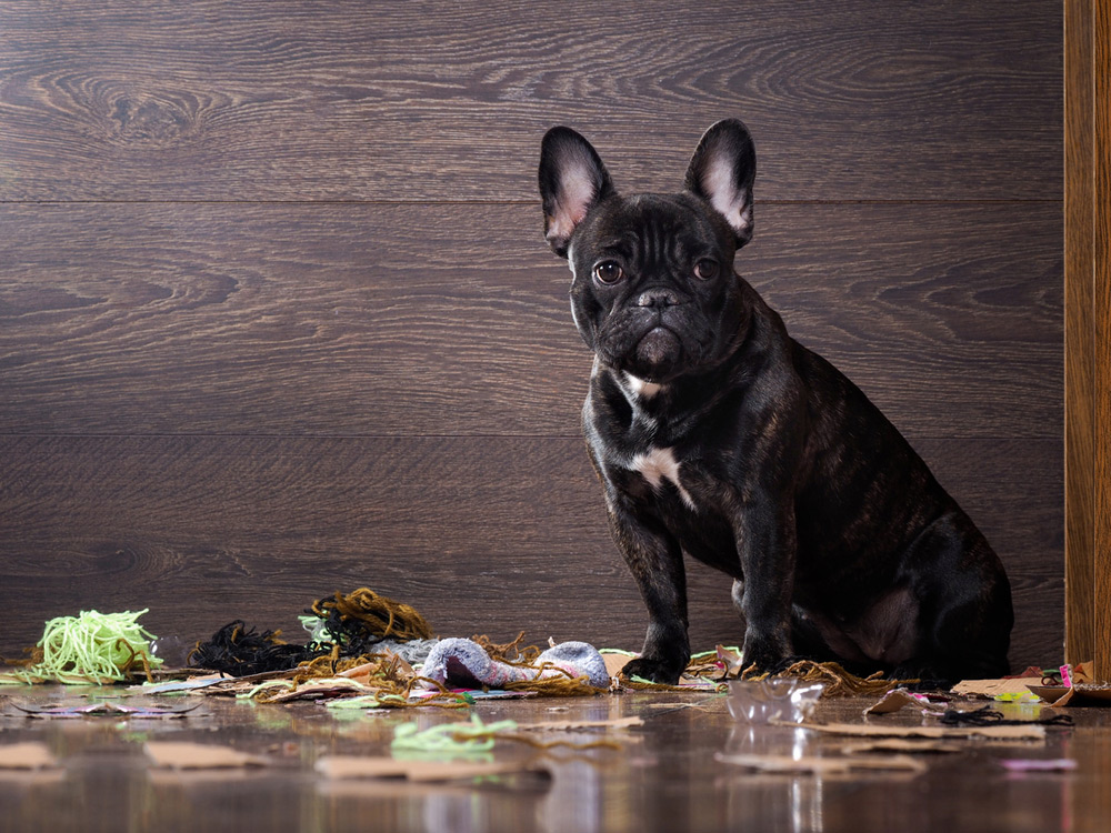 Perro negro rodeado de basura