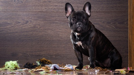 Perro negro rodeado de basura