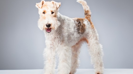 Fox terrier