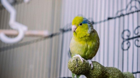 Loro en una jaula