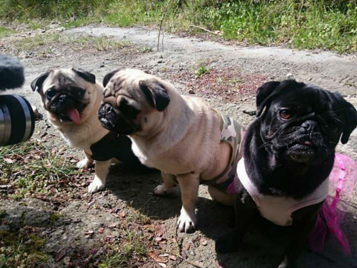 carlinos protagonistas