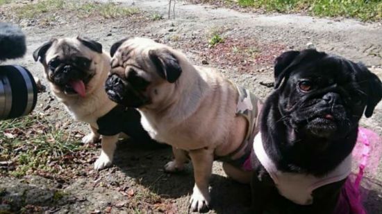 carlinos protagonistas