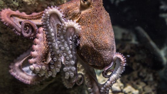 pulpo
