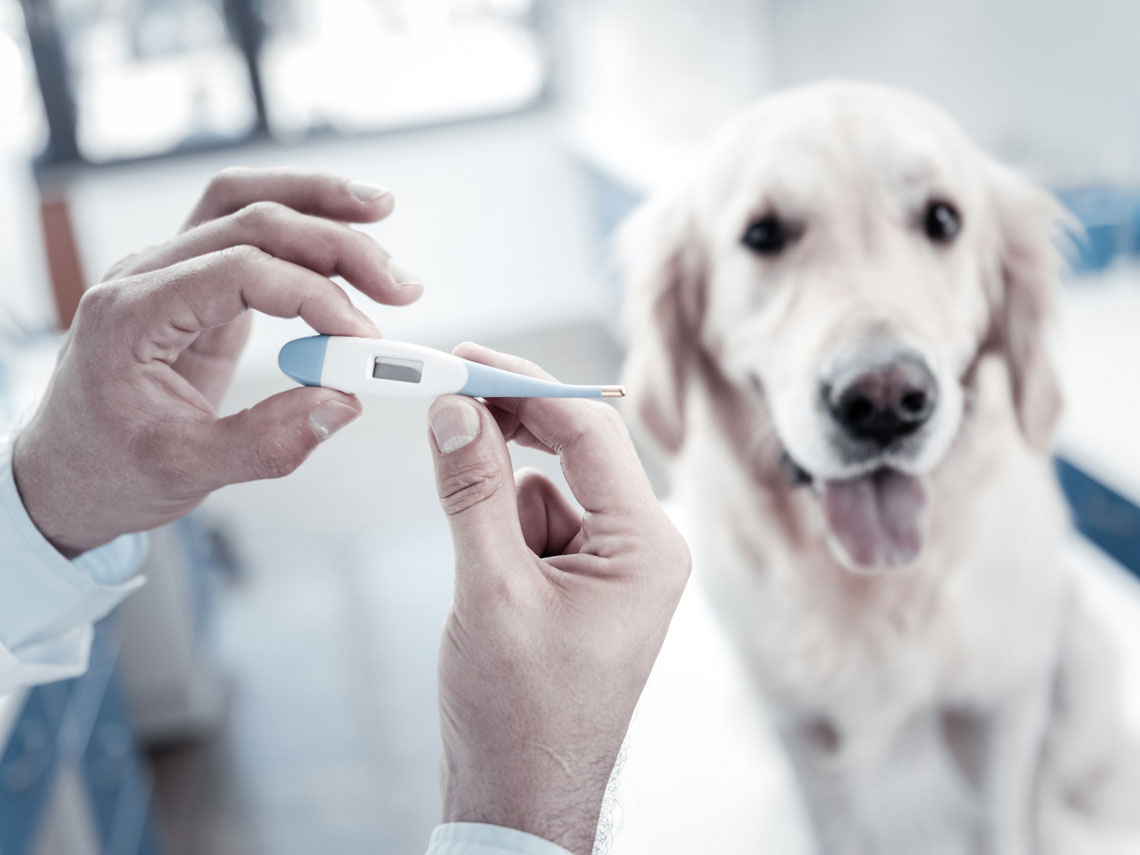 Perro en el veterinario