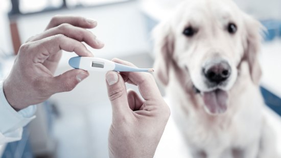 Perro en el veterinario