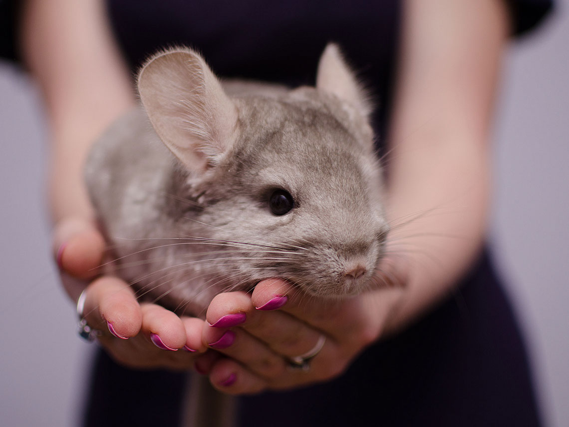 Chinchilla gris
