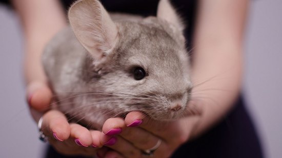 Chinchilla gris