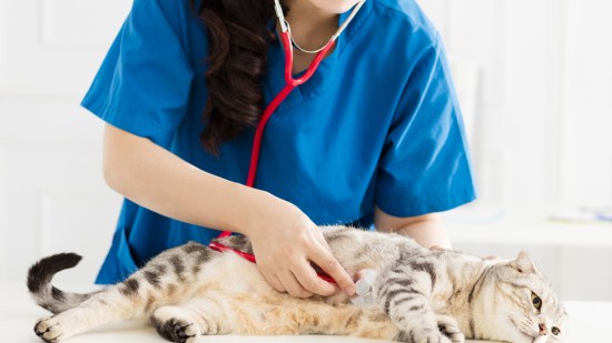 Veterinaria auscultando a un gato