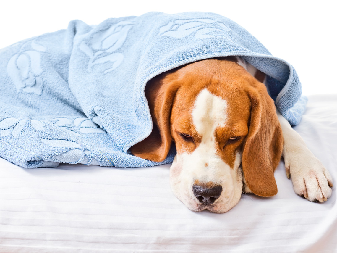 Perro enfermo con toalla azul