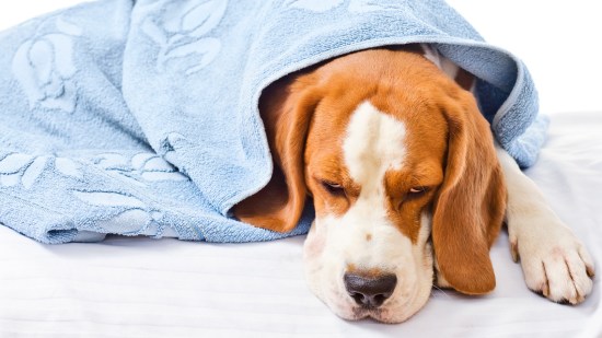 Perro enfermo con toalla azul