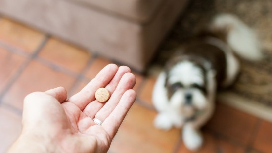 Mano de mujer con una pastilla y de fondo un perro