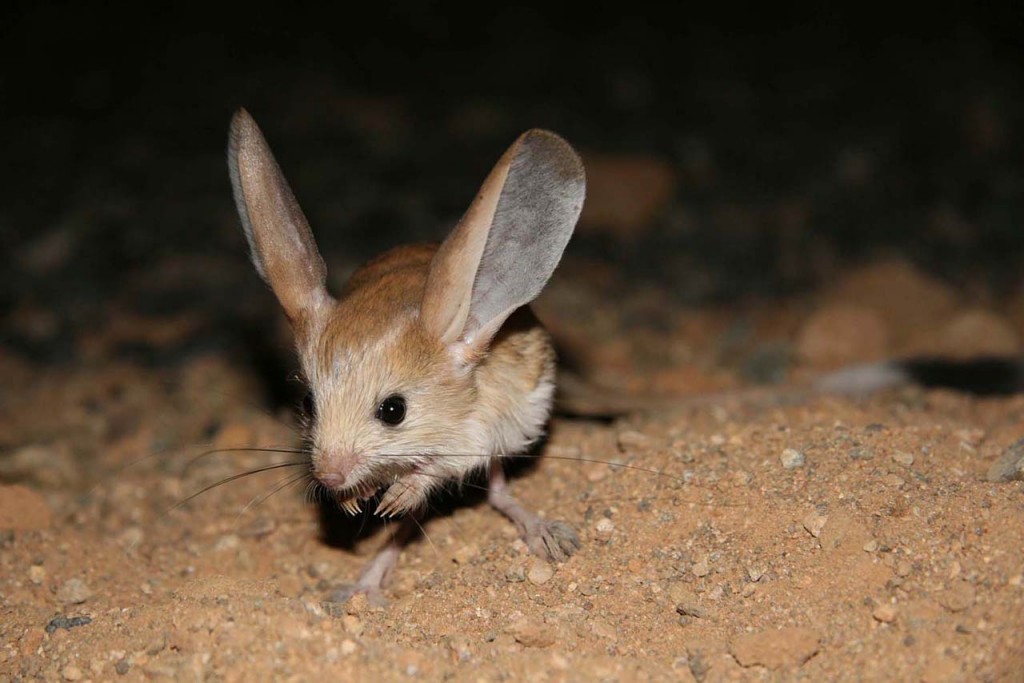 jerbo de orejas grandes