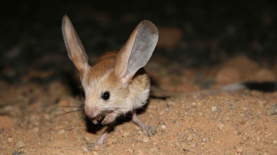 jerbo de orejas grandes