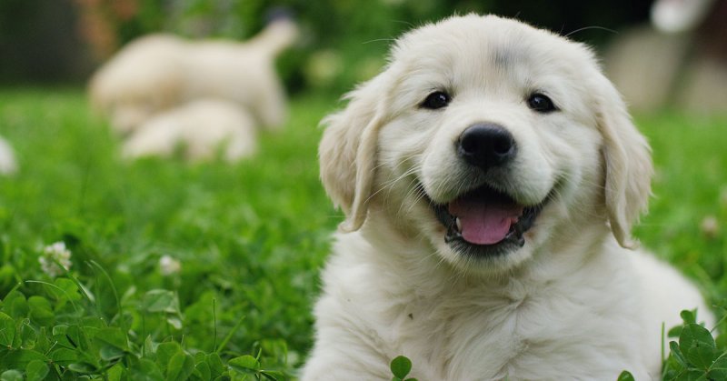 Los cachorros nacen listos para comunicarse con nosotros, según un estudio