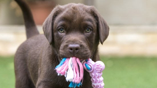 Cachorro de labrador