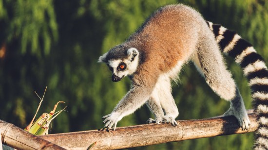 lémur trepando