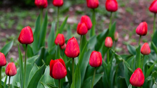 tulipanes
