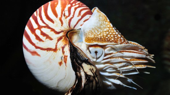 nautilo