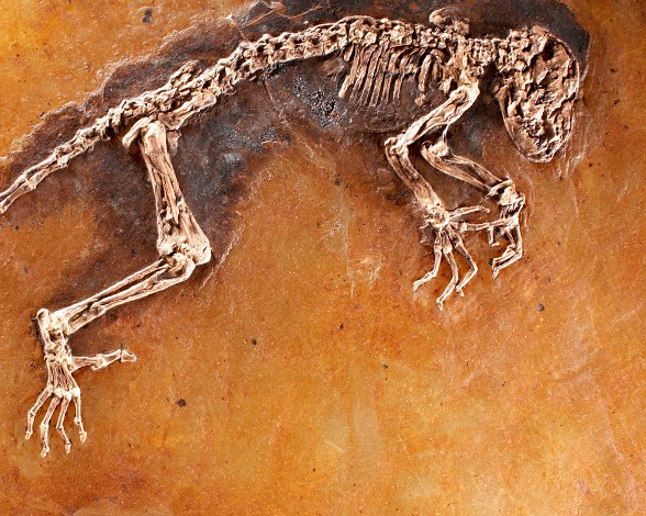 10 sitios fósiles Patrimonio de la Humanidad