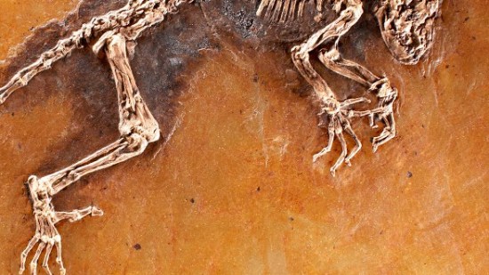 10 sitios fósiles Patrimonio de la Humanidad