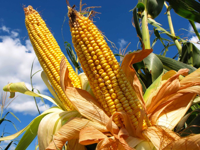 Mazorca de maíz