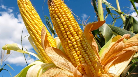 Mazorca de maíz