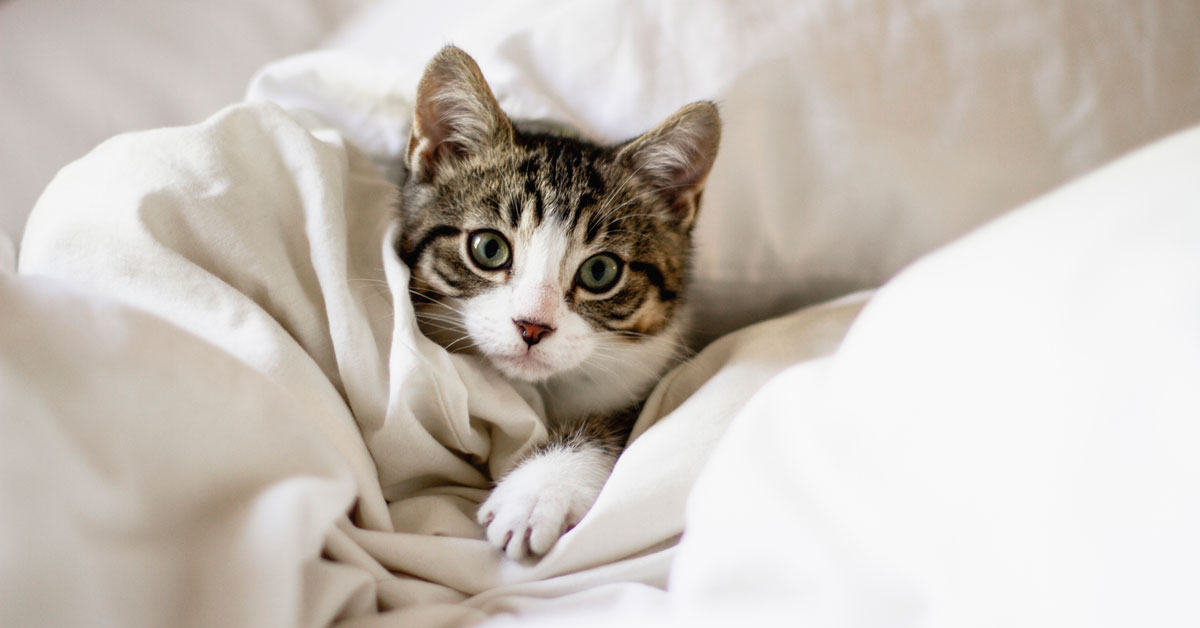 Cosas que hace tu gato y que la ciencia puede explicar