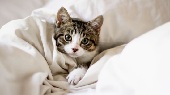 Cosas que hace tu gato y que la ciencia puede explicar