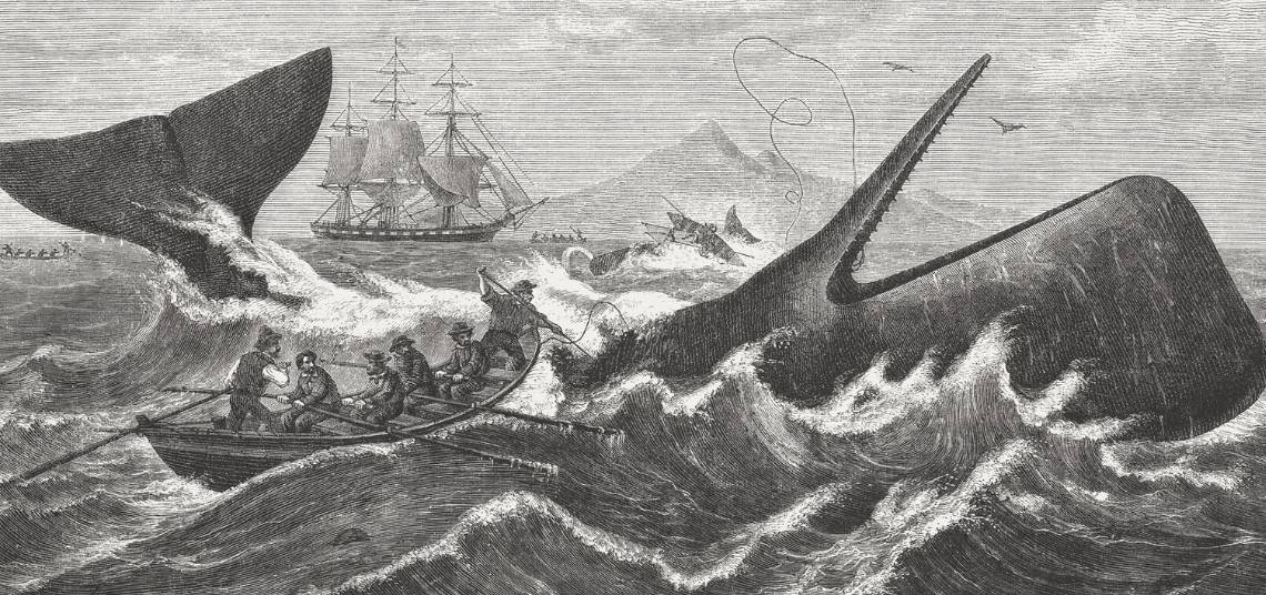 Ilustración de Moby Dick