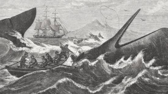Ilustración de Moby Dick