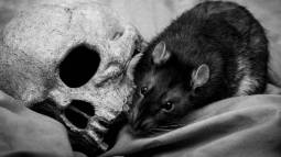 Rata al lado de un cráneo