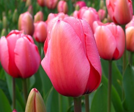 ¿Por qué se cultivan tantos tulipanes en Holanda?