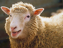 ¿Cuándo nació la oveja Dolly?