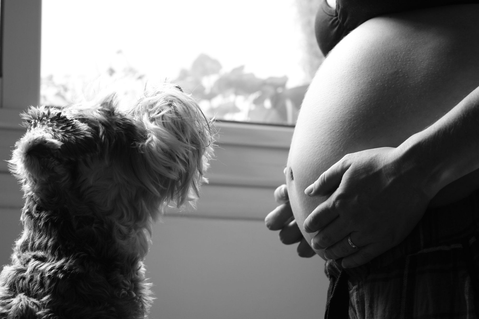 Voy a ser madre y tengo un perro