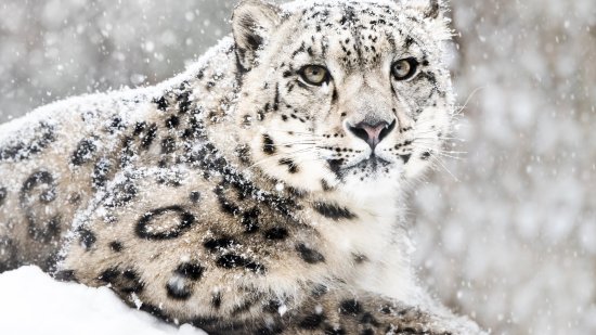 Leopardo de las nieves