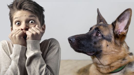Por qué tengo miedo a los perros