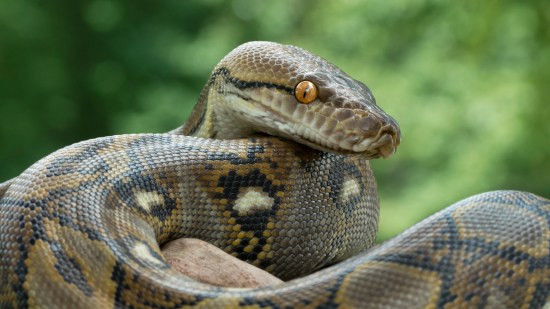 Serpiente pitón reticulada