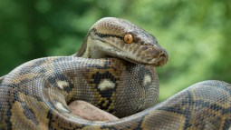 Serpiente pitón reticulada