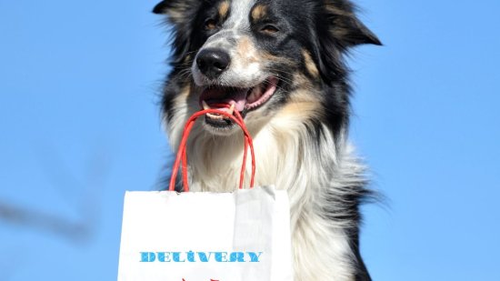 ¿Me dejaría mi perro morir de hambre?