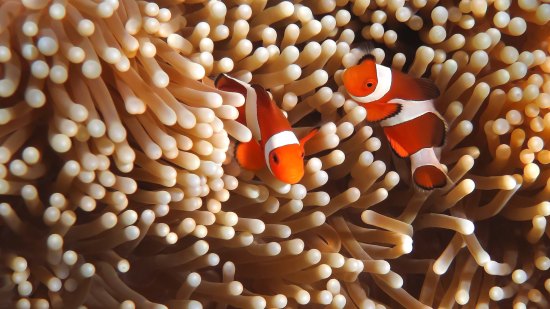 Así evita el pez payaso las picaduras