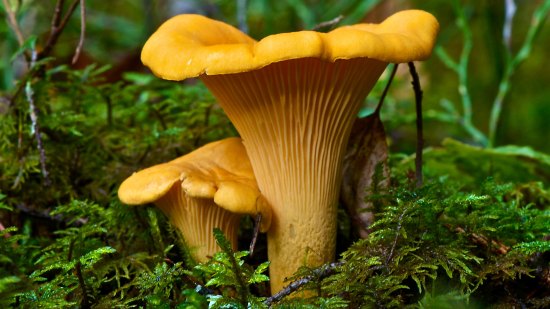 La fascinante reproducción sexual sin machos ni hembras