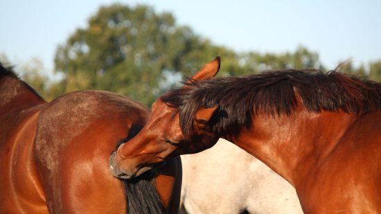 Estereotipias en animales
