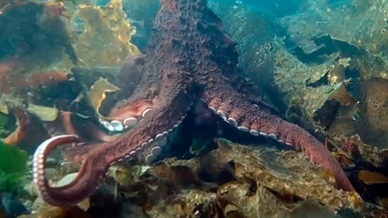 Pulpo gigante